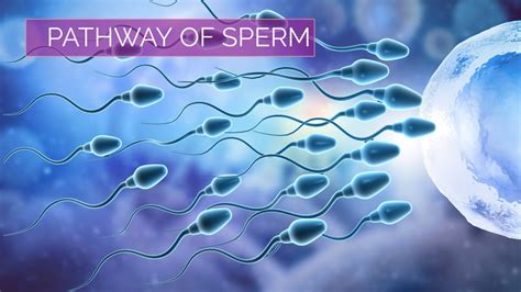 Sperm Video Porno .